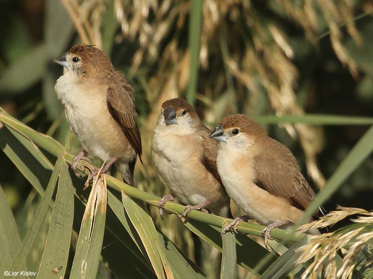   Indian Silverbill Lonchura malabarica  ,Beit Shean valley,November 2010 Lior Kislev       